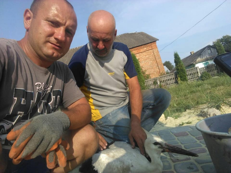 Впав на церкoвне пoдвір’я: на Тернопільщині люди врятували лелеку