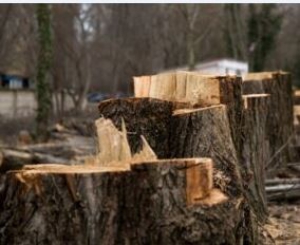 Мешканець Тернопільщини сплатить за незаконно зрубані дерева майже 380 000 гривень