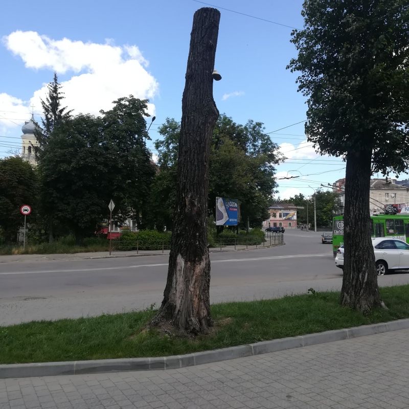 Не пережили «Омолодження»: тернополян закликають допомогти зібрати інформацію про зрізані дерева