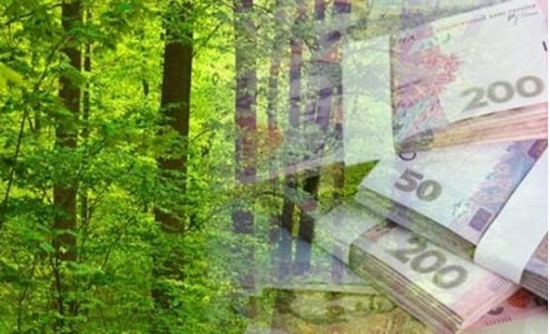 Лісогосподарське підприємство з Тернопільщини сплатить понад 700 000 грн штрафу