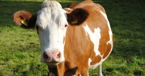 Жителька Тернопільщини хотіла продати корову, а стала жертвою шахраїв