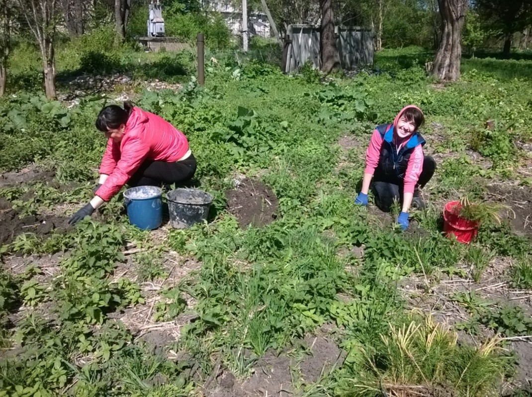 У парку на Тернопільщині висадили 300 хвойних дерев