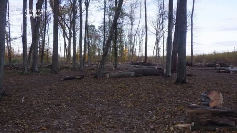 Житель Тернопільщини незаконно зрубав дерев на майже 150 000 грн