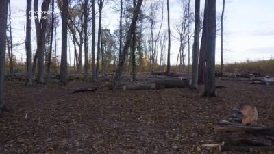 Житель Тернопільщини незаконно зрубав дерев на майже 150 000 грн