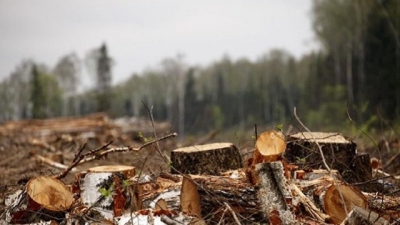 За незаконне вирубування дерев у заповідній зоні судитимуть двох мешканців Тернопільщини