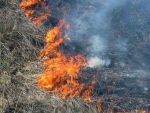 Тернопільщина потерпає через пожежі сухої трави