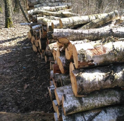 У заповідній зоні Тернополя зрубали дерев на 400 тисяч гривень