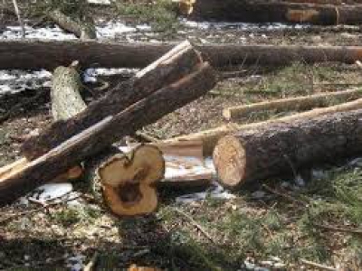 На Тернопільщині судитимуть лісника, який допустив вирубку лісу на 400 тис. гривень