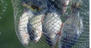 Незаконний вилов риби ставними сітками виявили екологи на Тернопільщині