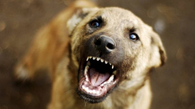 У місті на Тернопільщині безпритульний пес покусав чоловіка